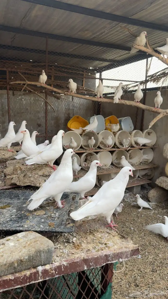 حمام فرنسي 1