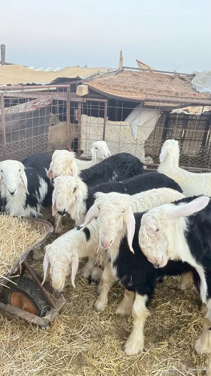 ظليان خرفان نجد 4