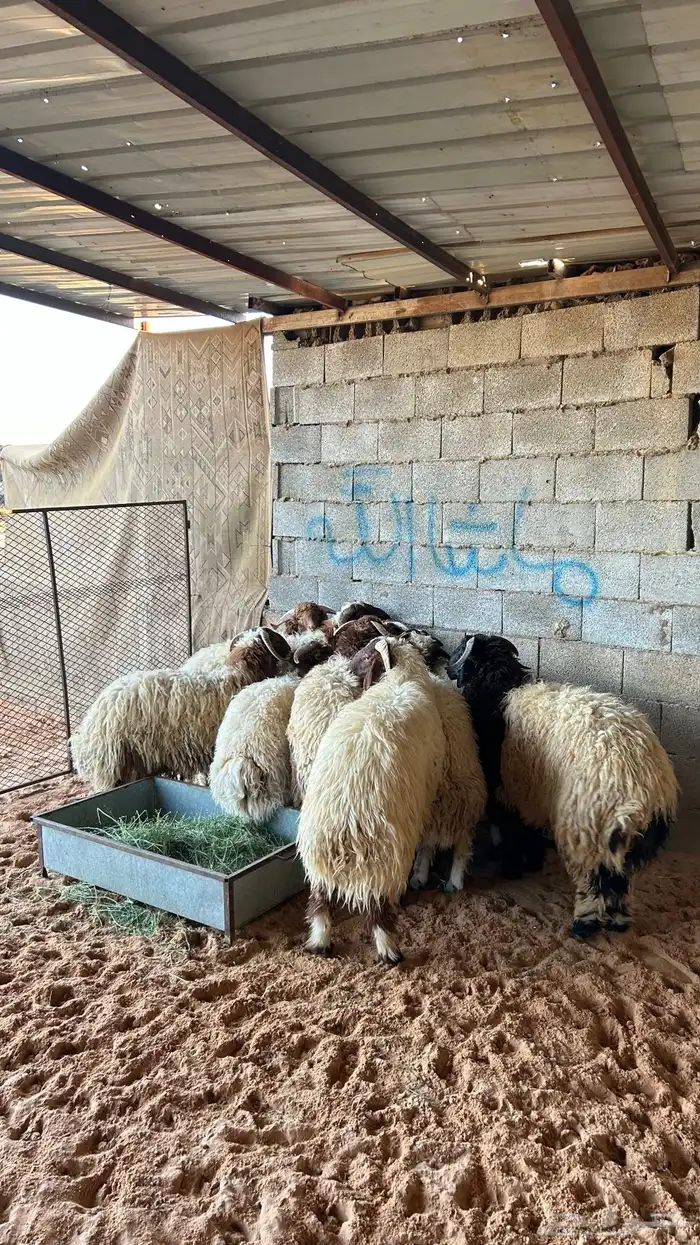 نعيم للبيع 0