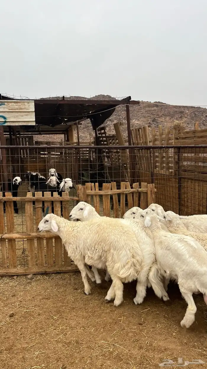 طليان حري جادعان نظاف شرط جبره 10