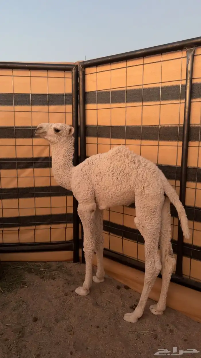 ثنو وضحا تحتها حوار كفو 5