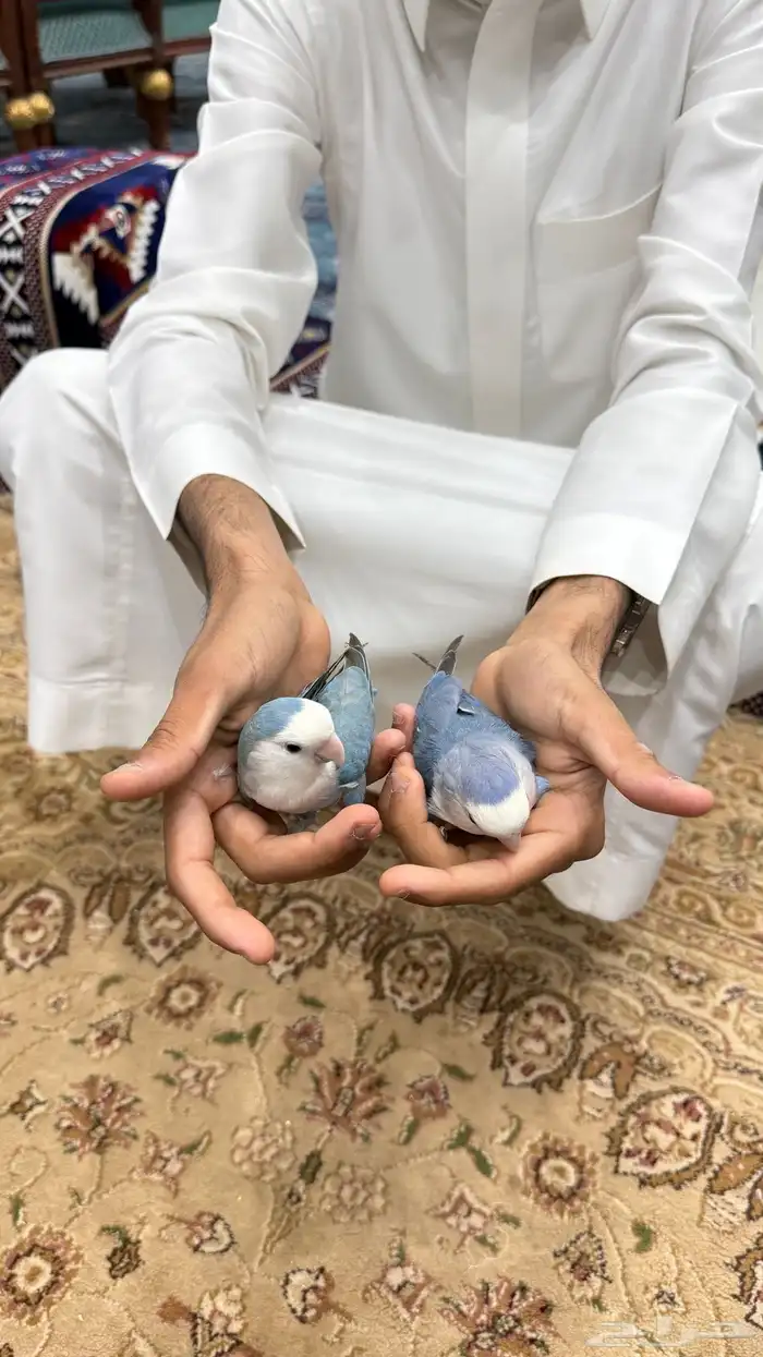 زوج روز منتج والليف 14