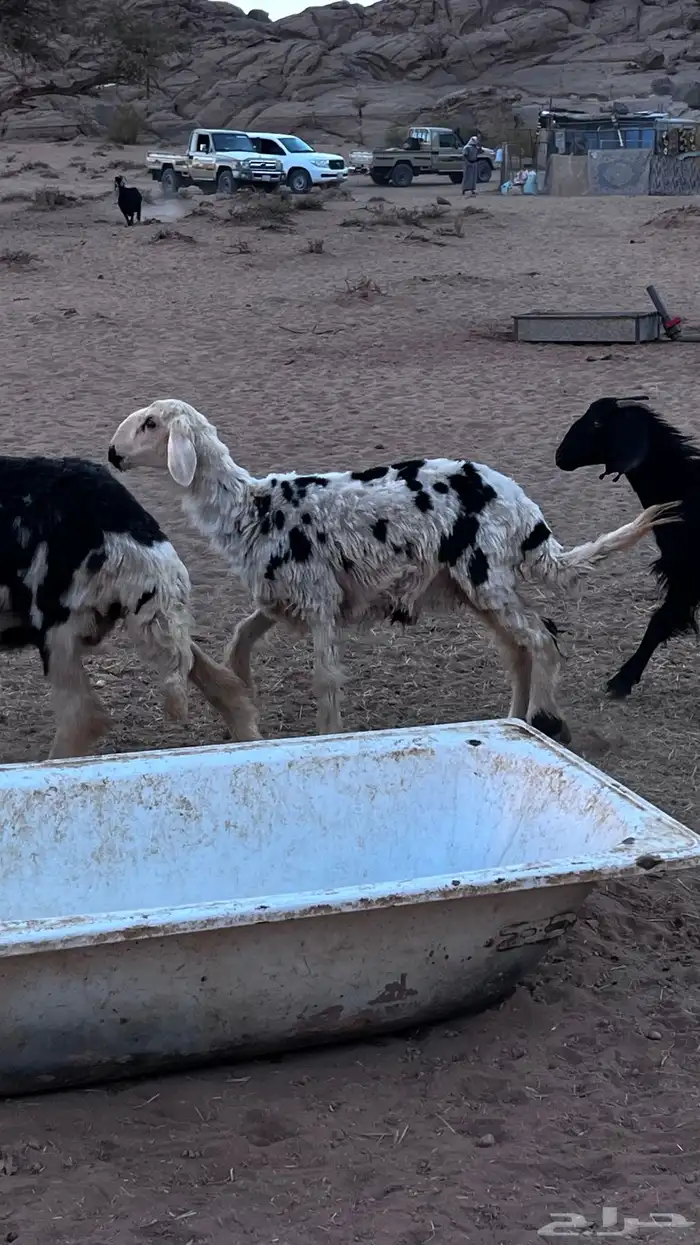 رخله للبيع عمرها من 7شهور الى 9 شهور الحاله وسط 3