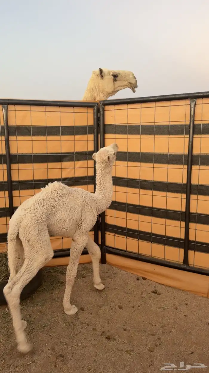 ثنو وضحا تحتها حوار كفو 4