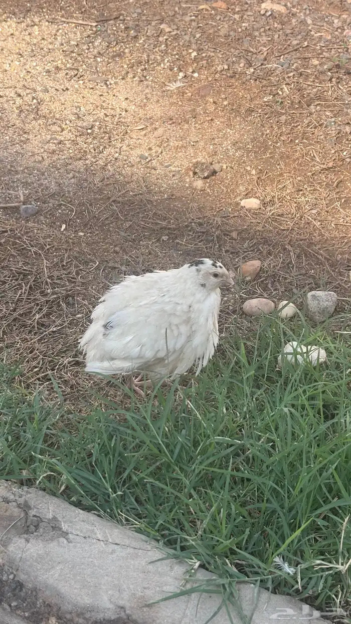 سمان تكساس بشاير 3