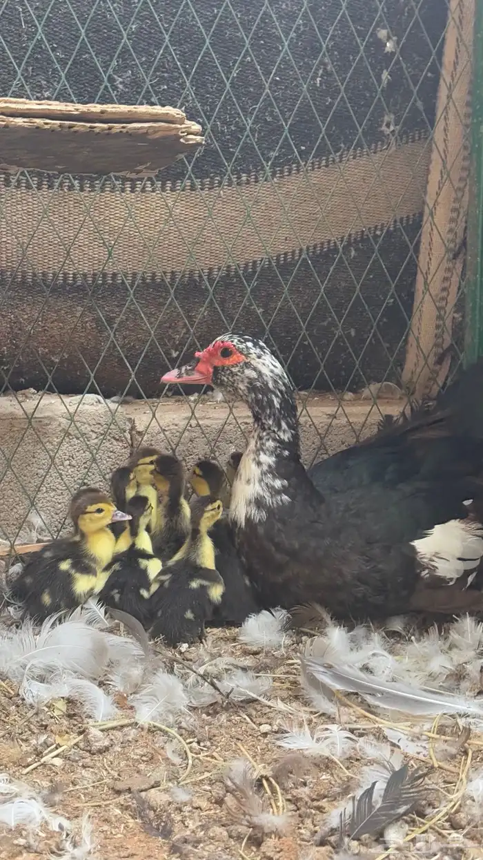 للبيع بط مصري مع فروخه 0