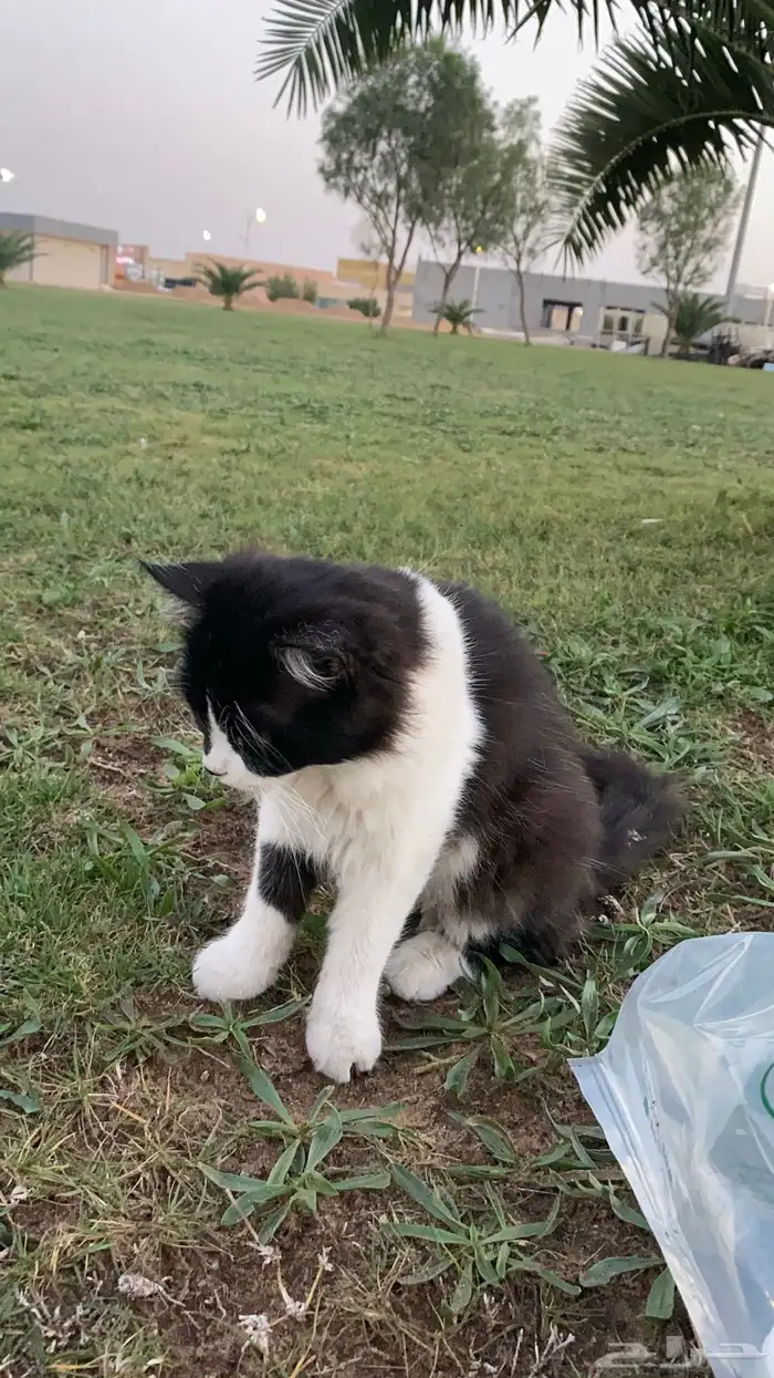 فندقة وحيوانات أليفه وقطط القصيم 3