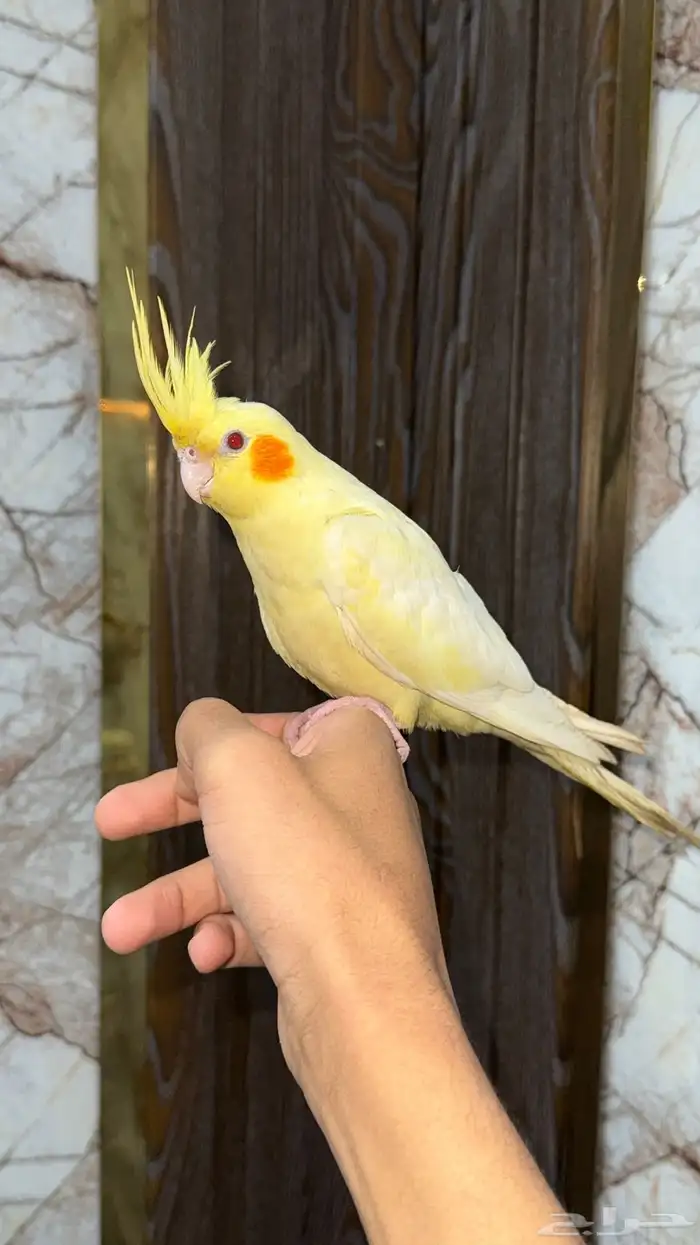 انثى كروان لاتينو عيون حمر اليفه 2