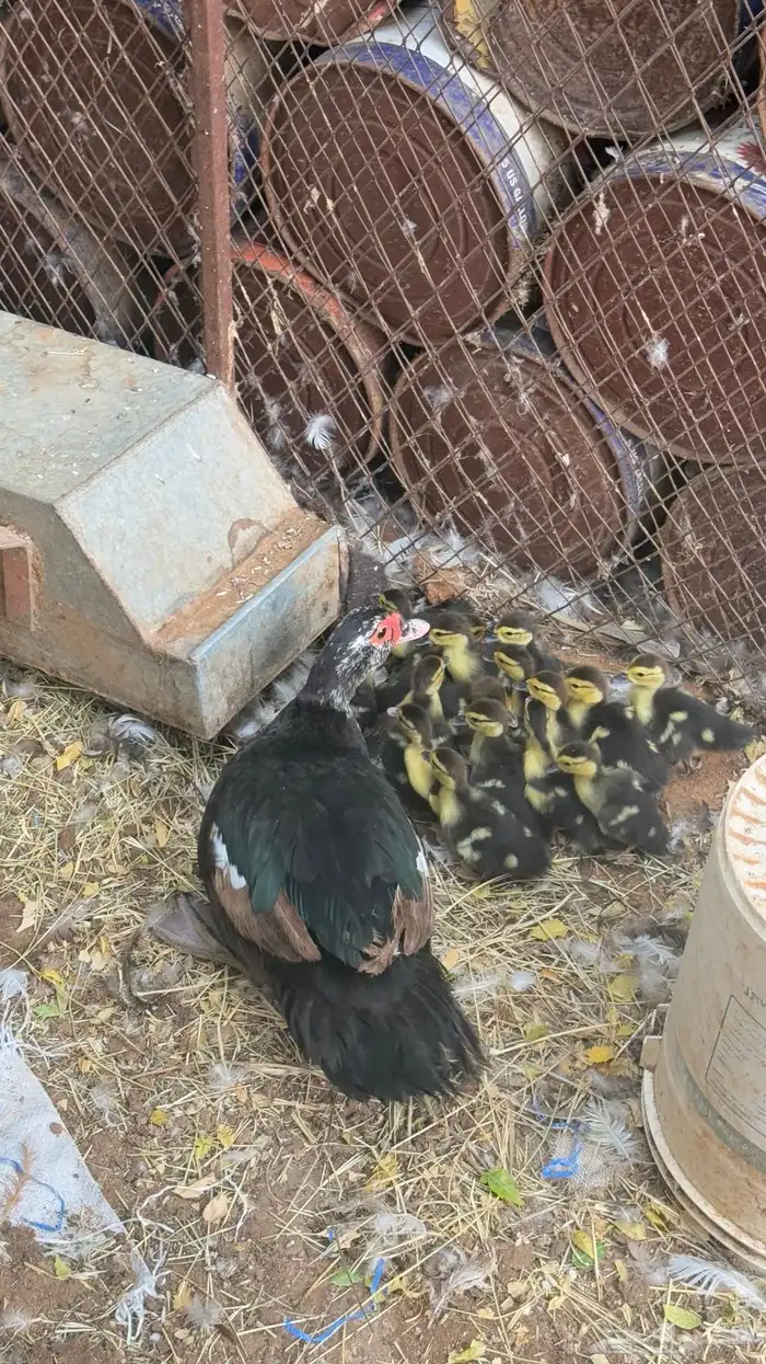 للبيع بط مصري مع فروخه 4