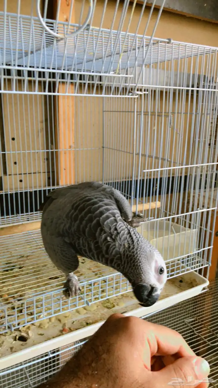 فرخ كاسيكو 1