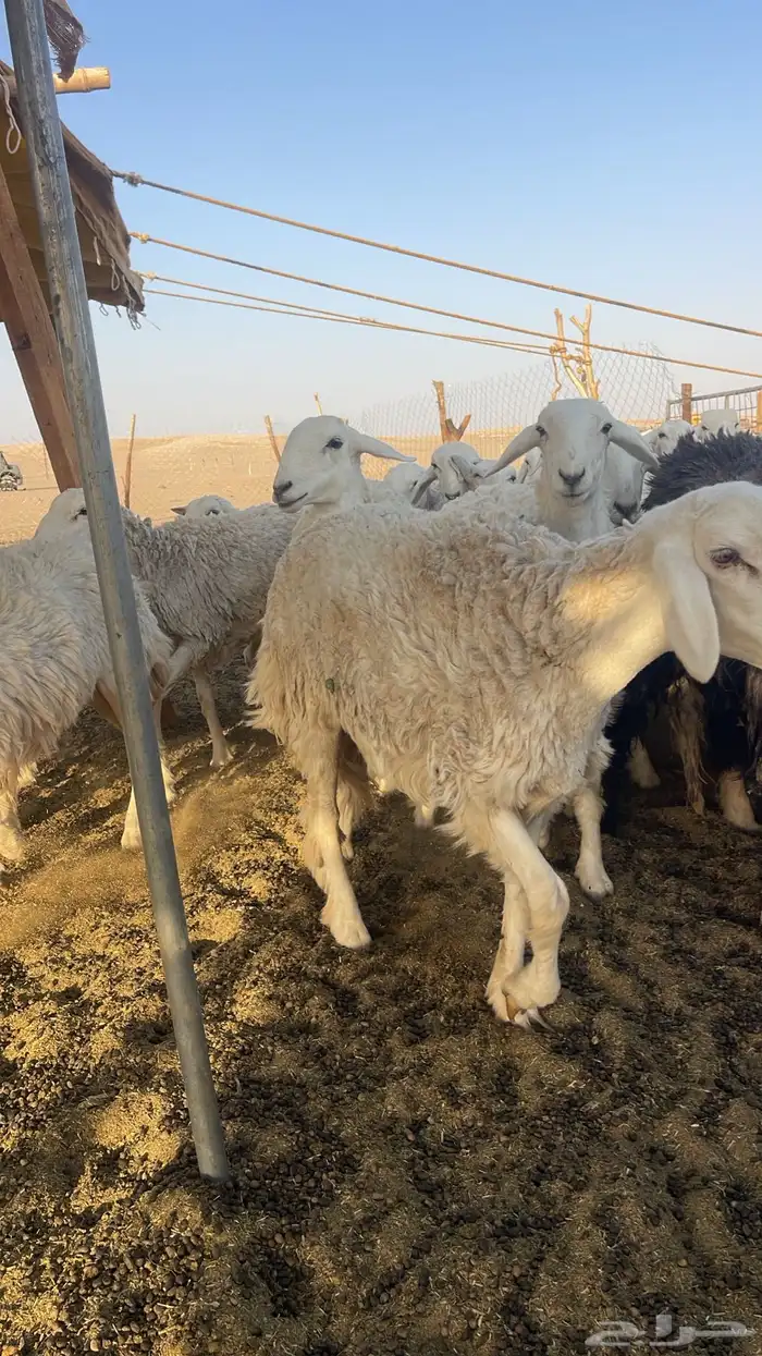 جذعات دفيع حريات صنف غنم بر نظيفه 1