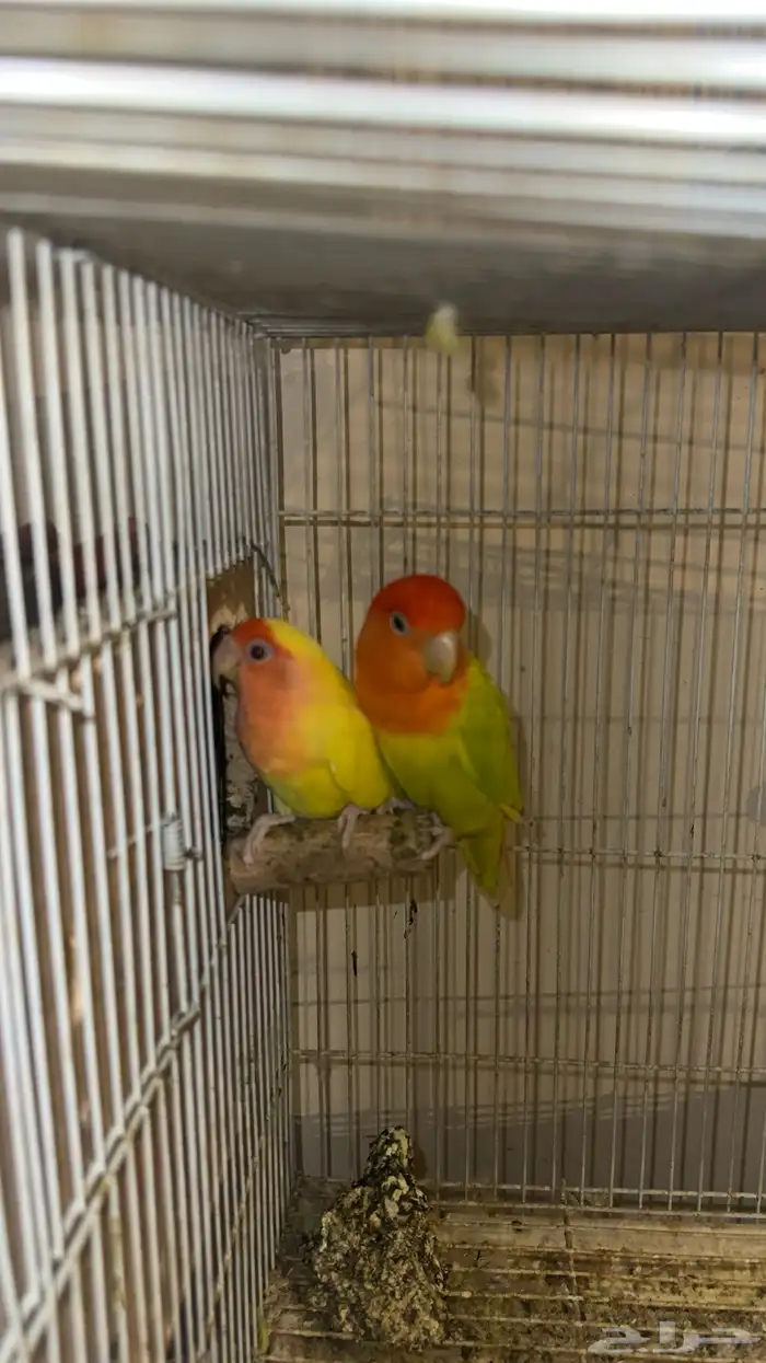 للبيع طير روز 2