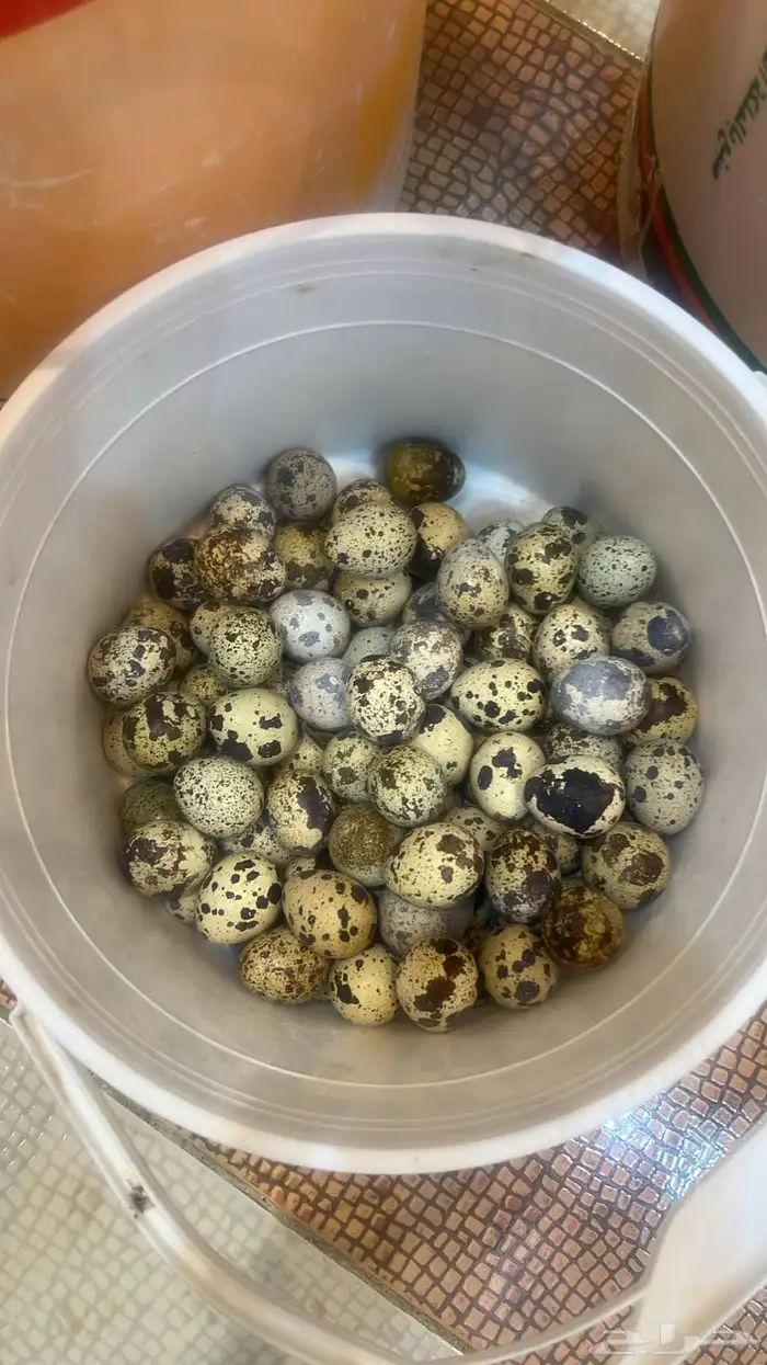 يتوفر لدي بيض بط - بيض بلدي - بيض سمان 0