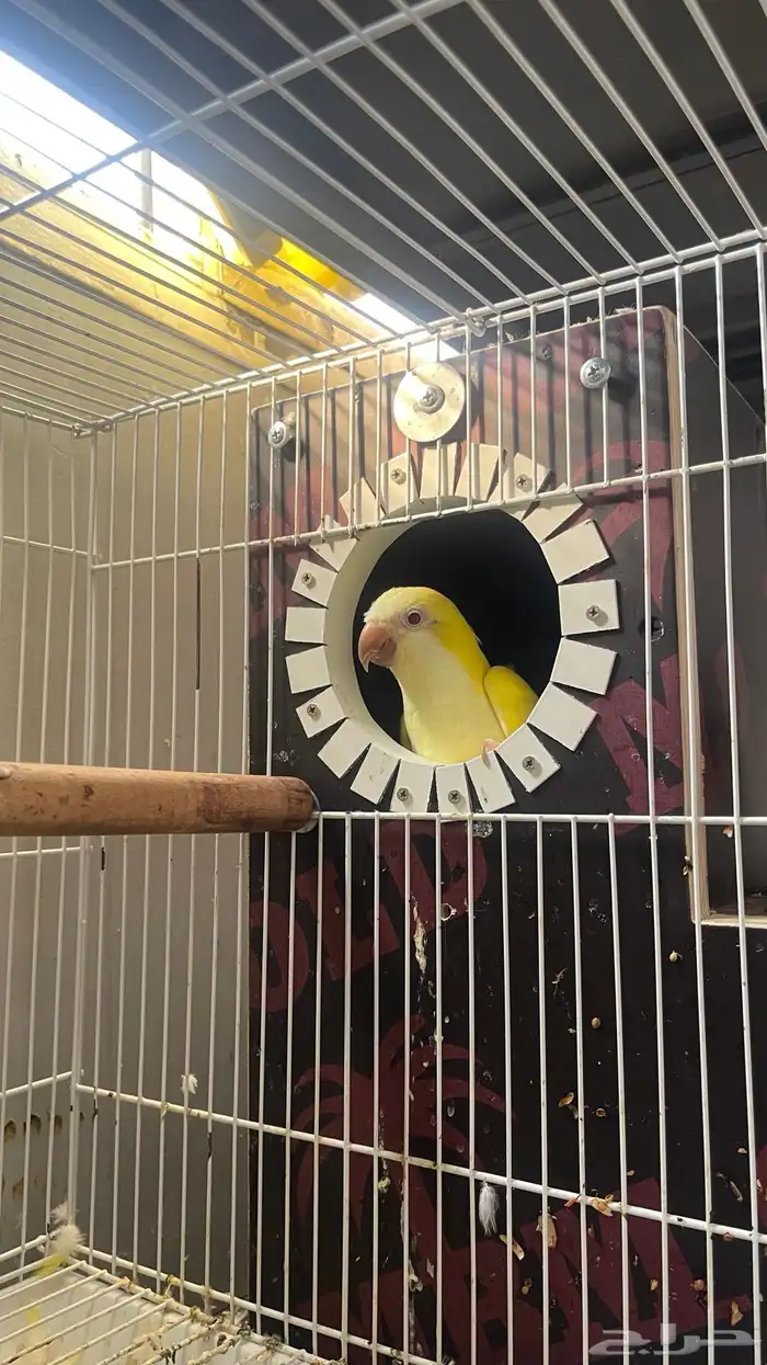 جوز كويكر لاتينو منتج 8