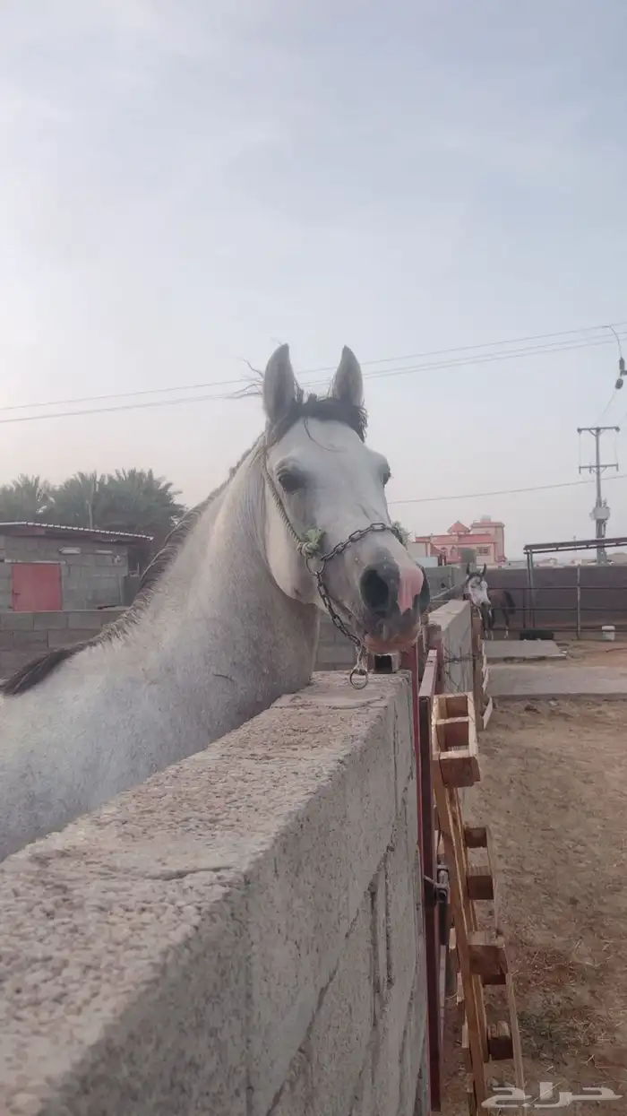 حصان عربي ورق 4