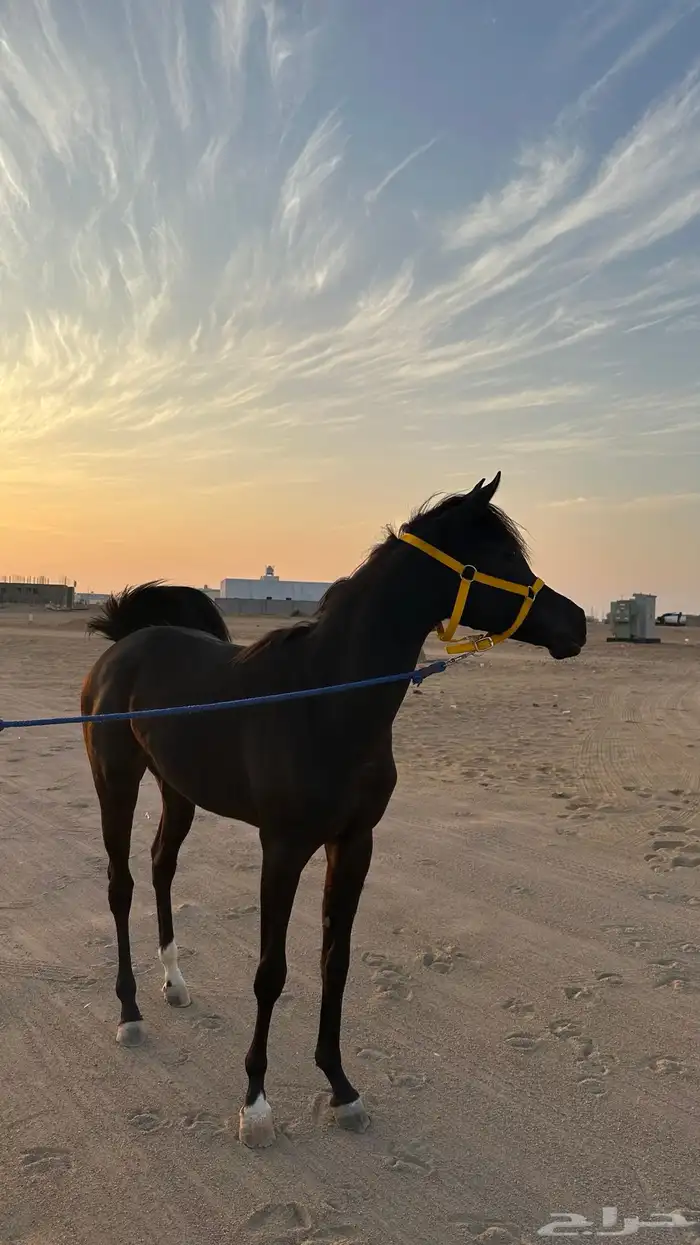 مهرة عربية 4