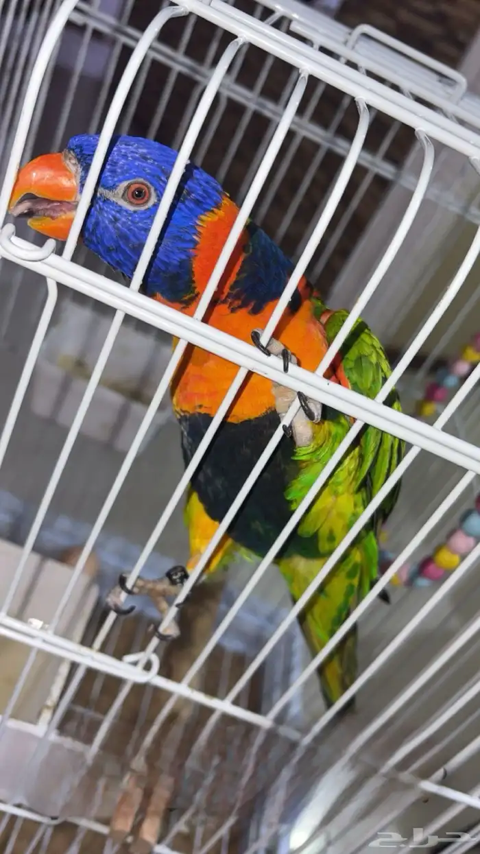 ببغاء لوري مصفوط 2