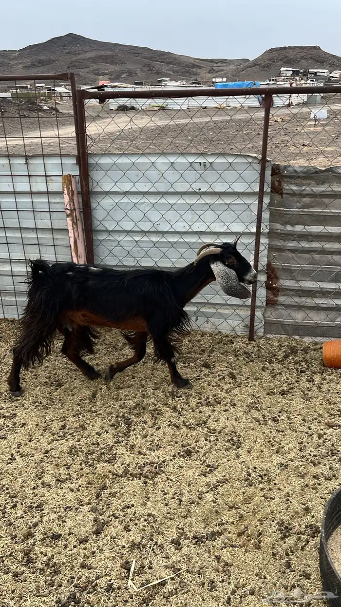 ثلاث معزا من 400الوحده 3