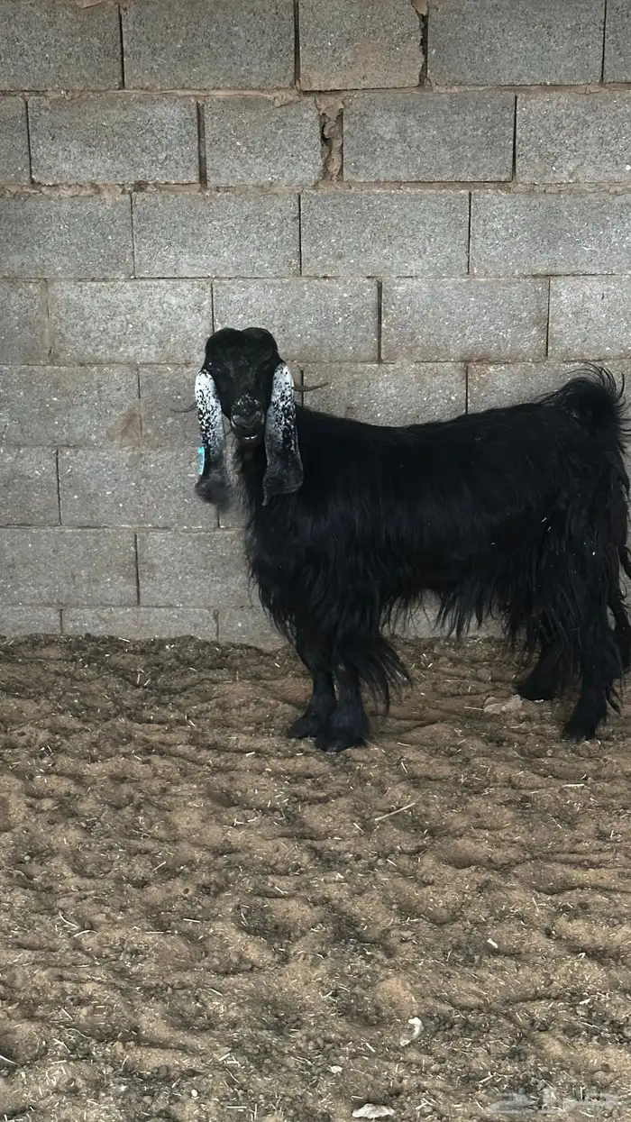 معزاء عوارض ضريع 6