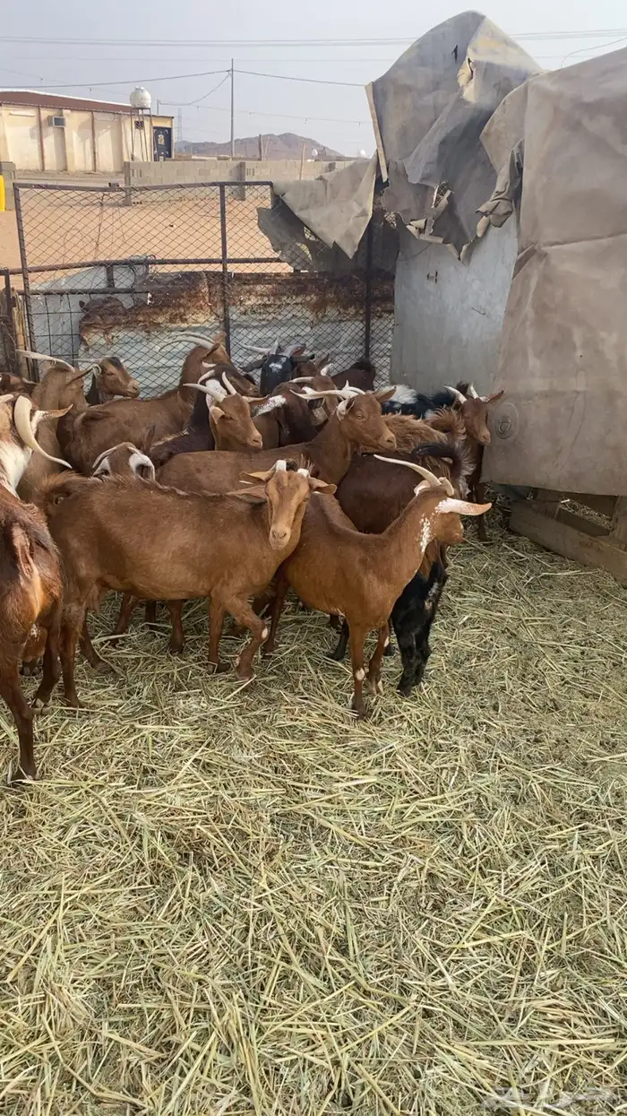 معزا جنوبيه مراح واحد 0