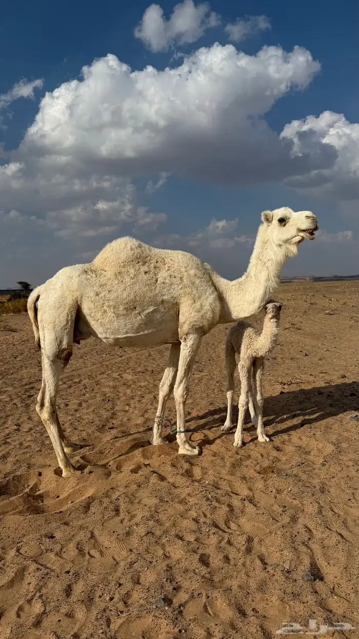 ناقه خلفه وضحا للبيع 0