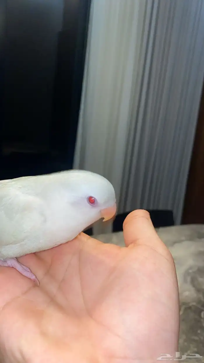 للبيع طيور روز 2