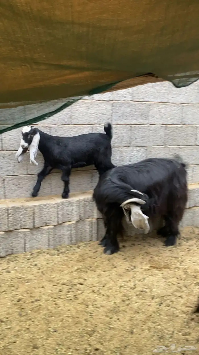 عنز عارضيه معها جفره 0