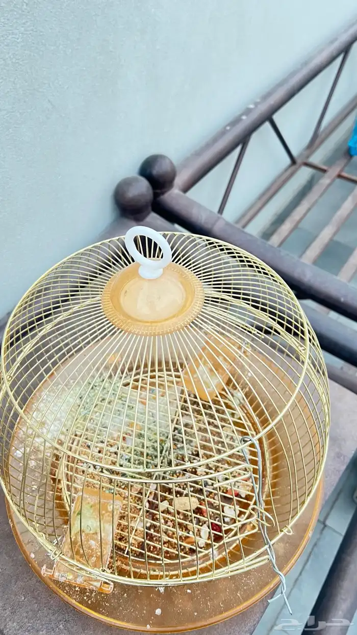 اشبوك طيور 2