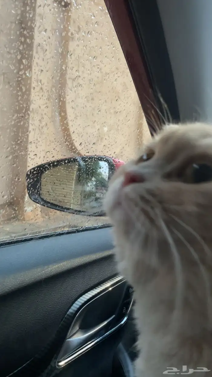 قط ذكر طالب تزاوج 0