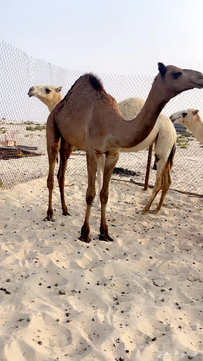 قعود حليب وبرسيم وشعير 4