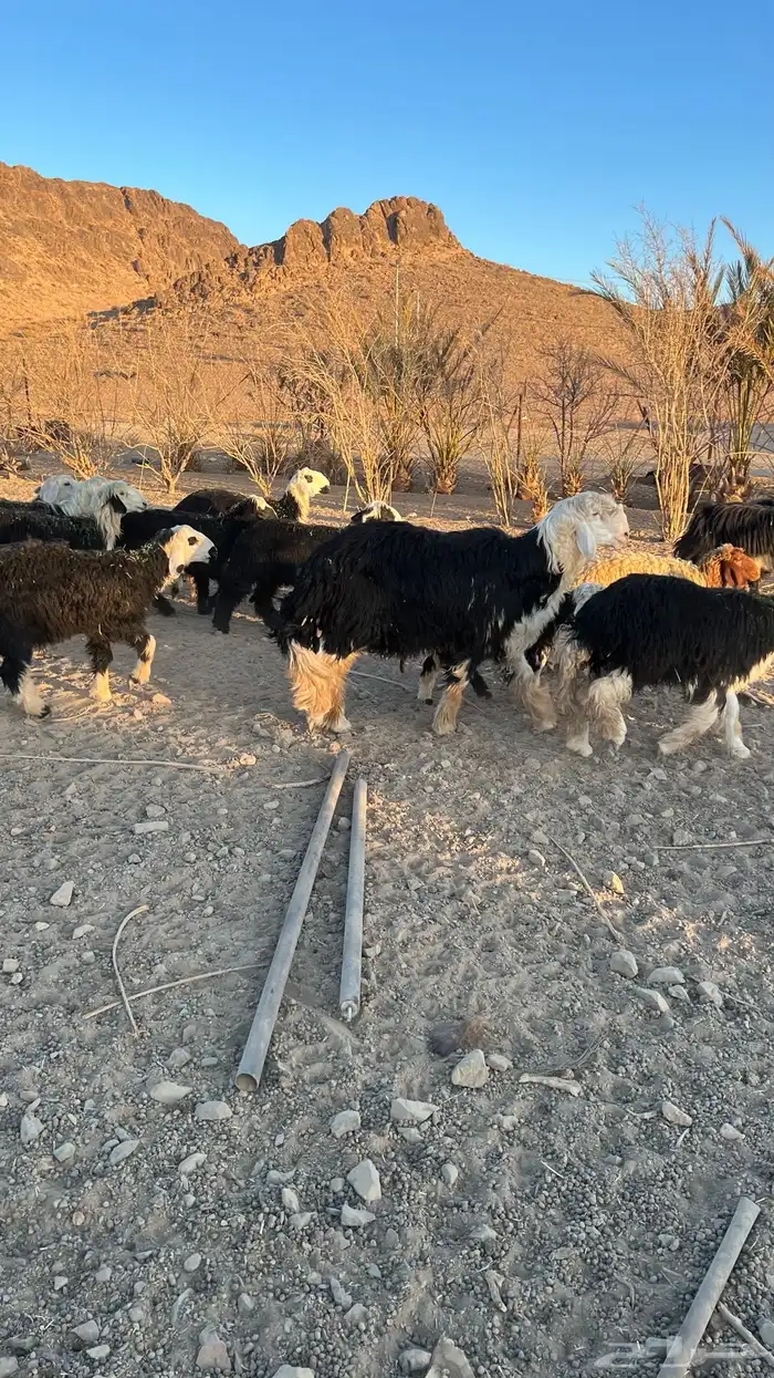 خروف نجدي صنف 1