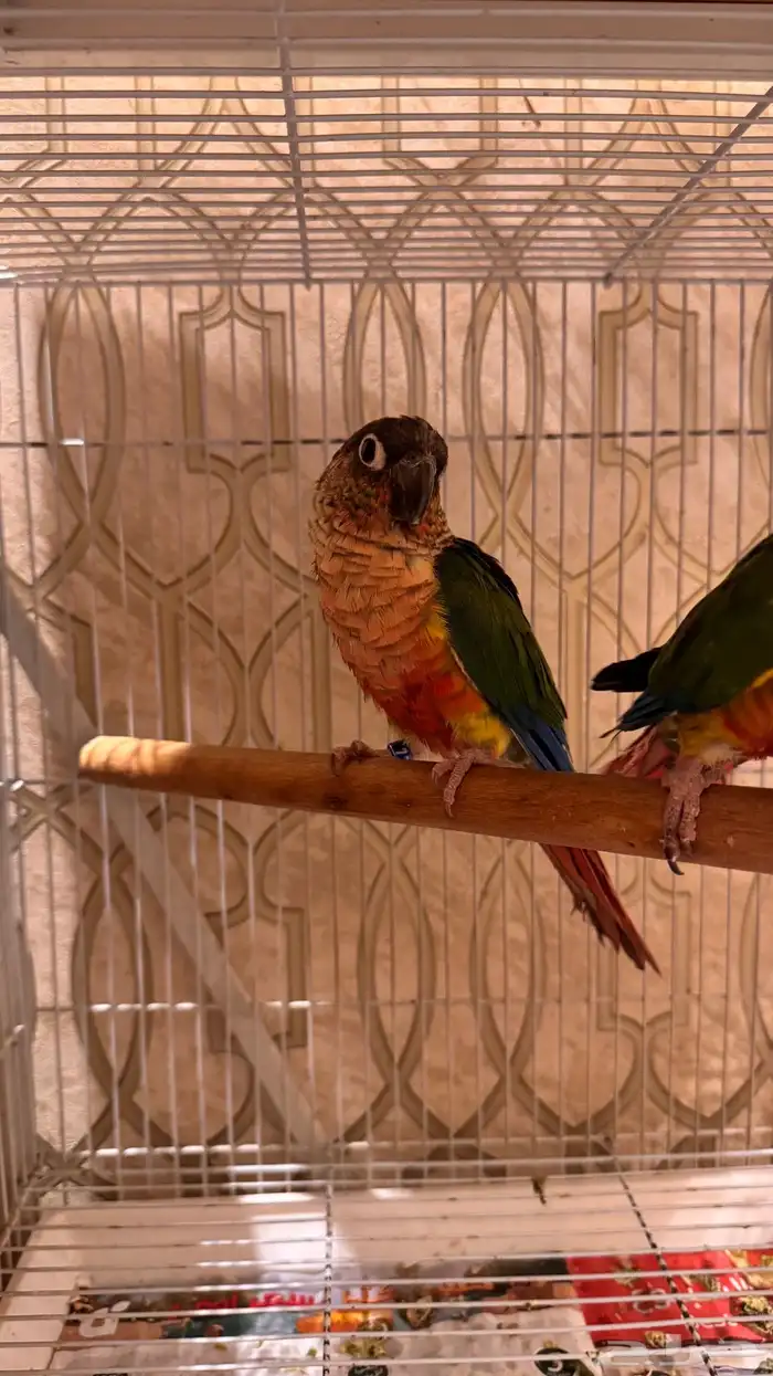 انثى كنيور يلو سايد رد فاكتور محلله 0