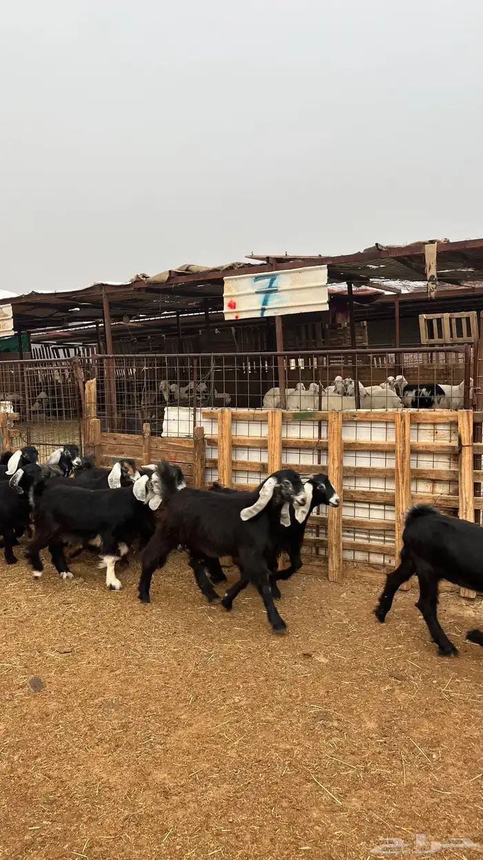 تيوس مخاصي جدعان نظاف شرط ذبائح 12