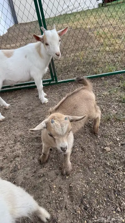 ماعز قزم index