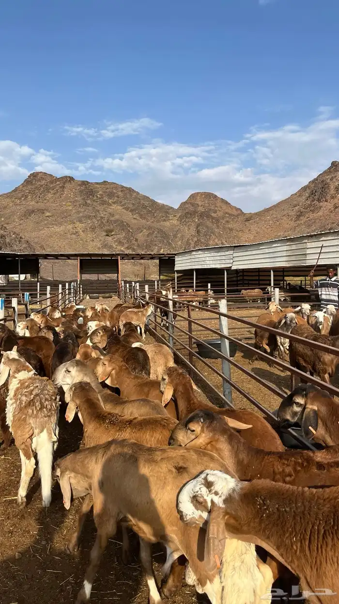 طليان سواكن جادعان حمري مرابى 12