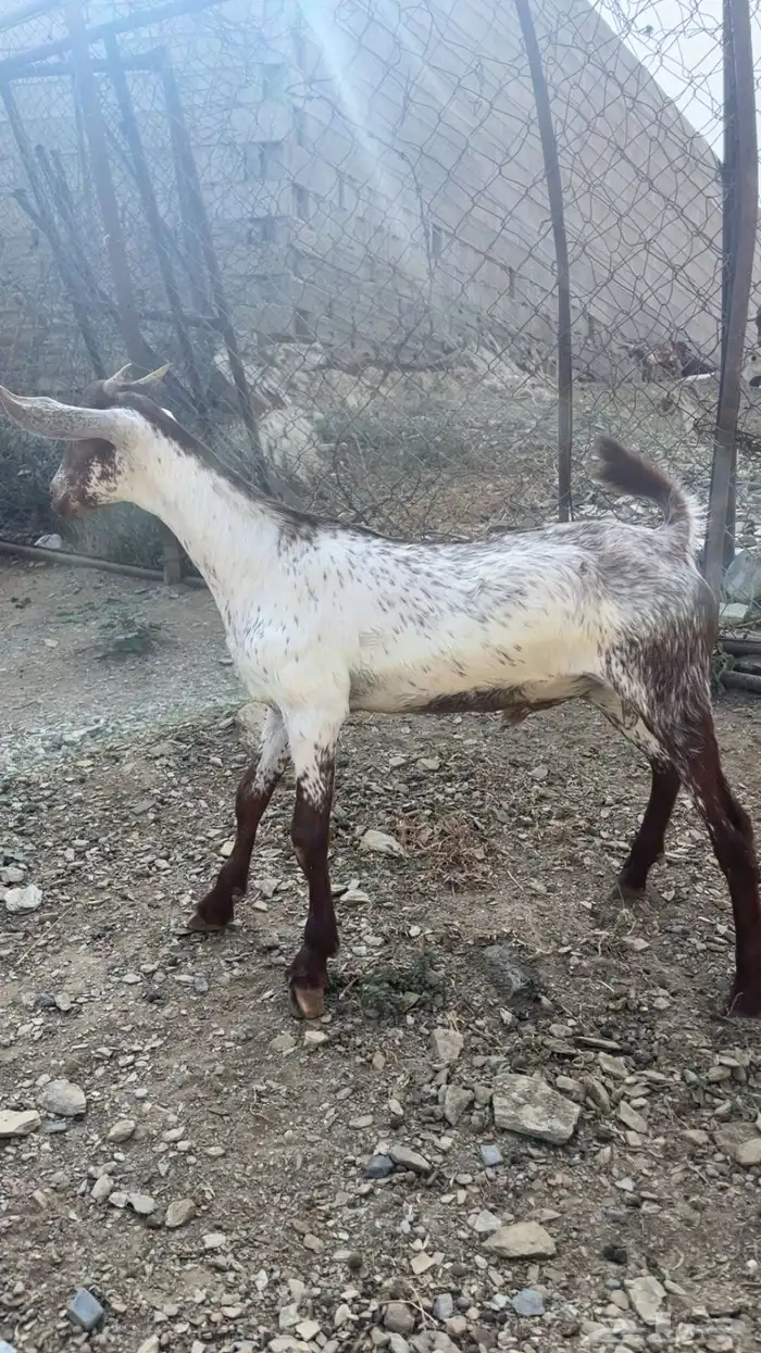 ماعز وتيس صغير 2