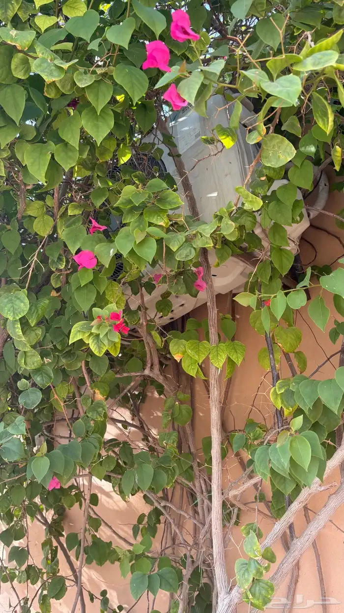 استراحه للبيع 32