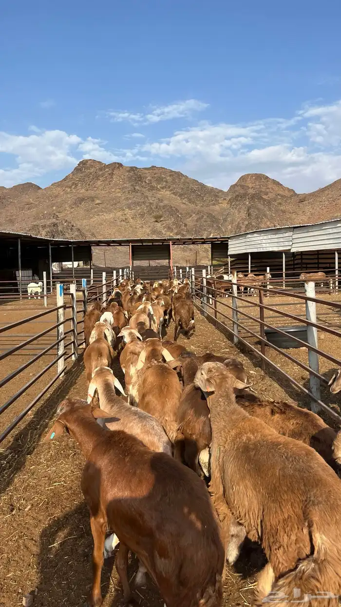 طليان سواكن جادعان حمري مرابى 5