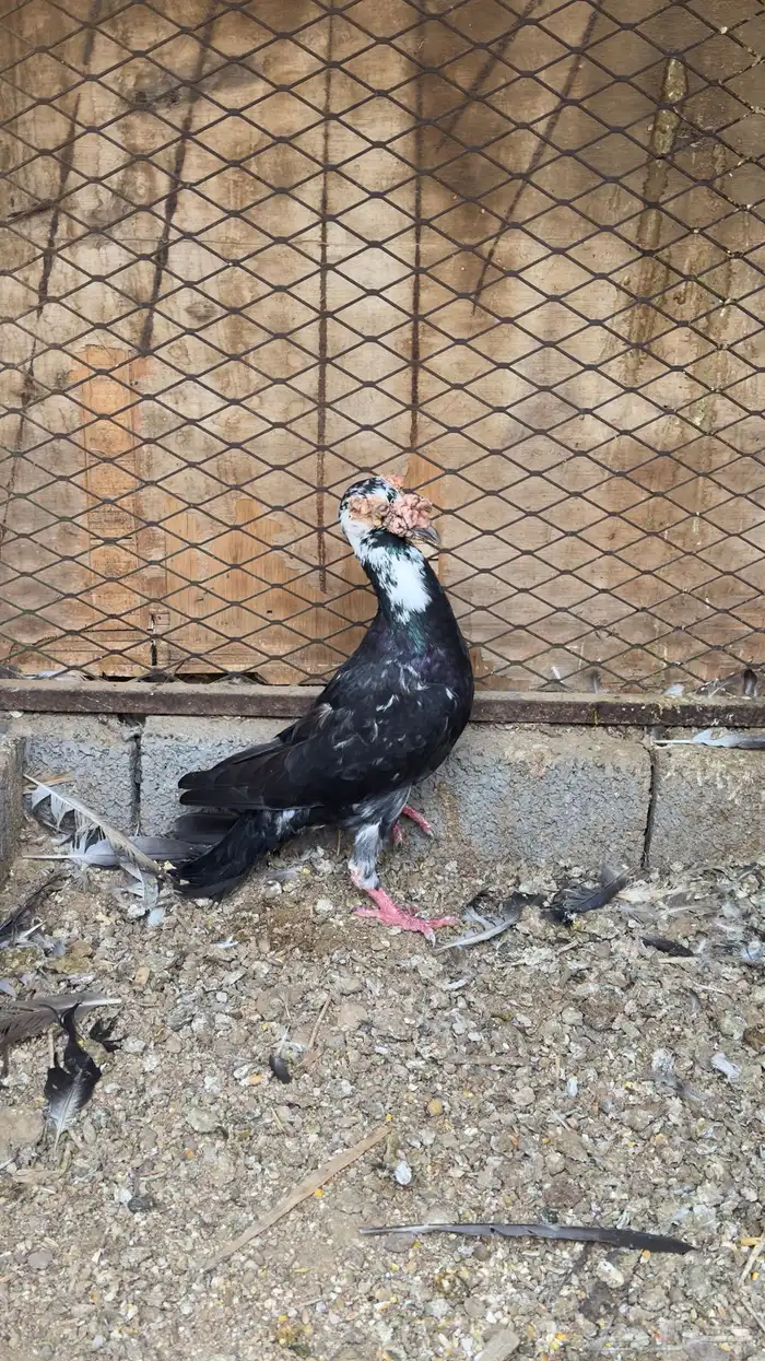 جوز كارير معه فرخ 3