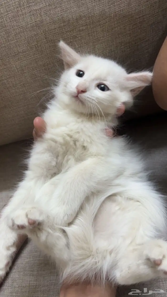 قطط لاتبني 2