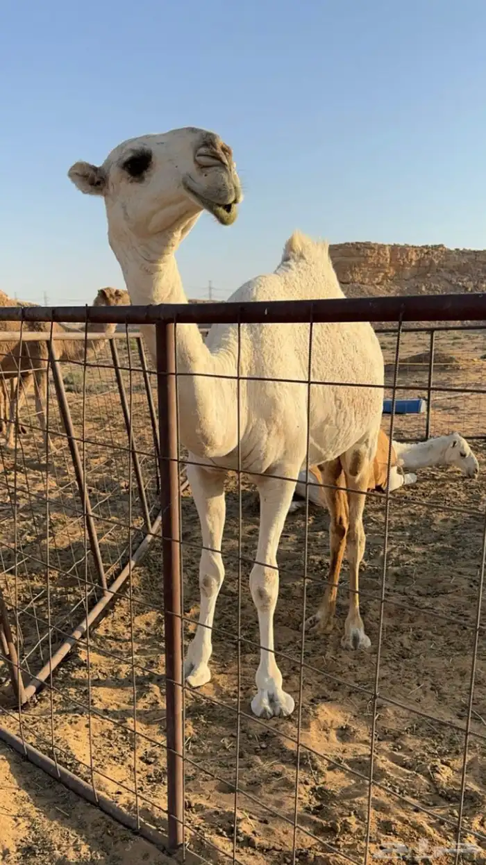 للبيع قعود اشعل على غرنوق منتج 5