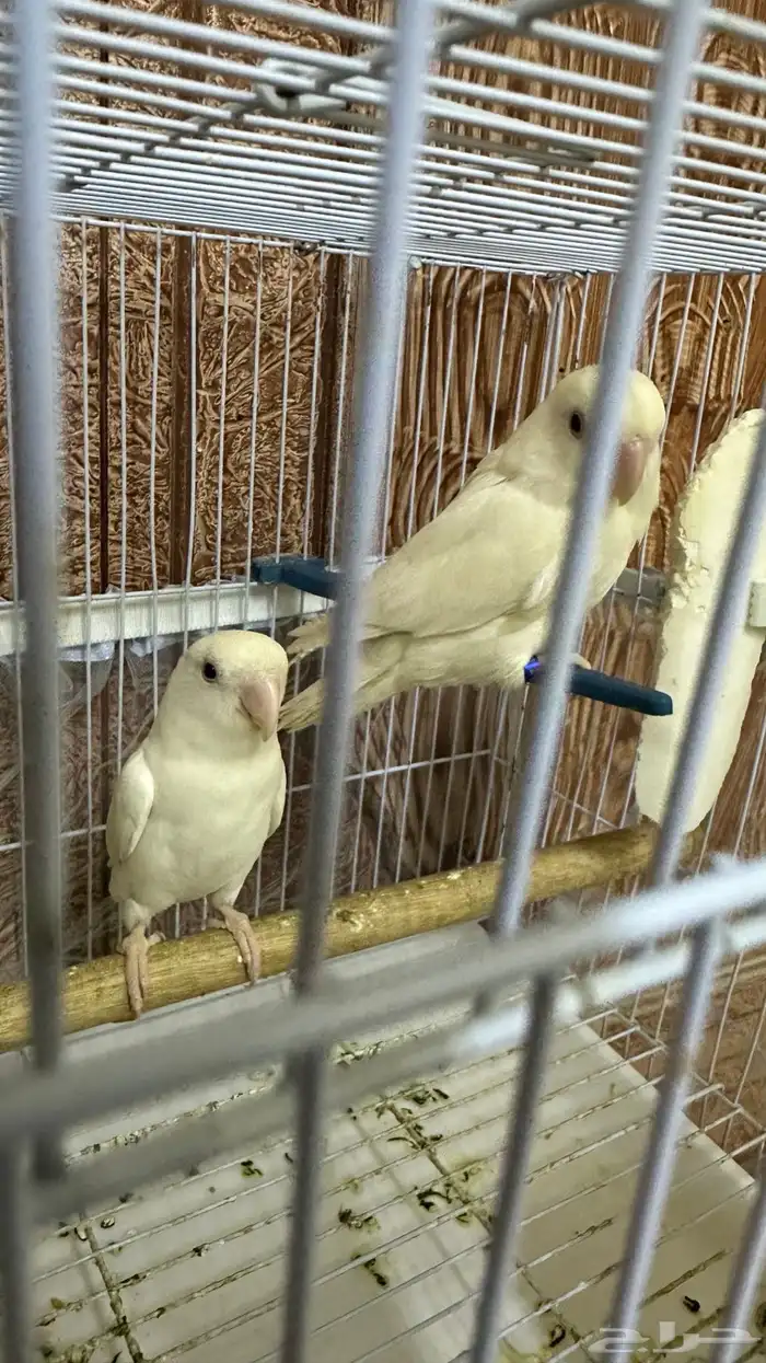 زوج روز البينو 2