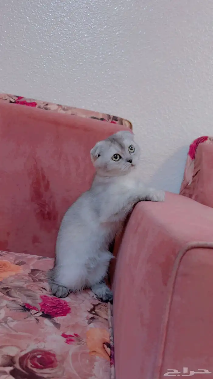 قطه سكوتش للبيع 1