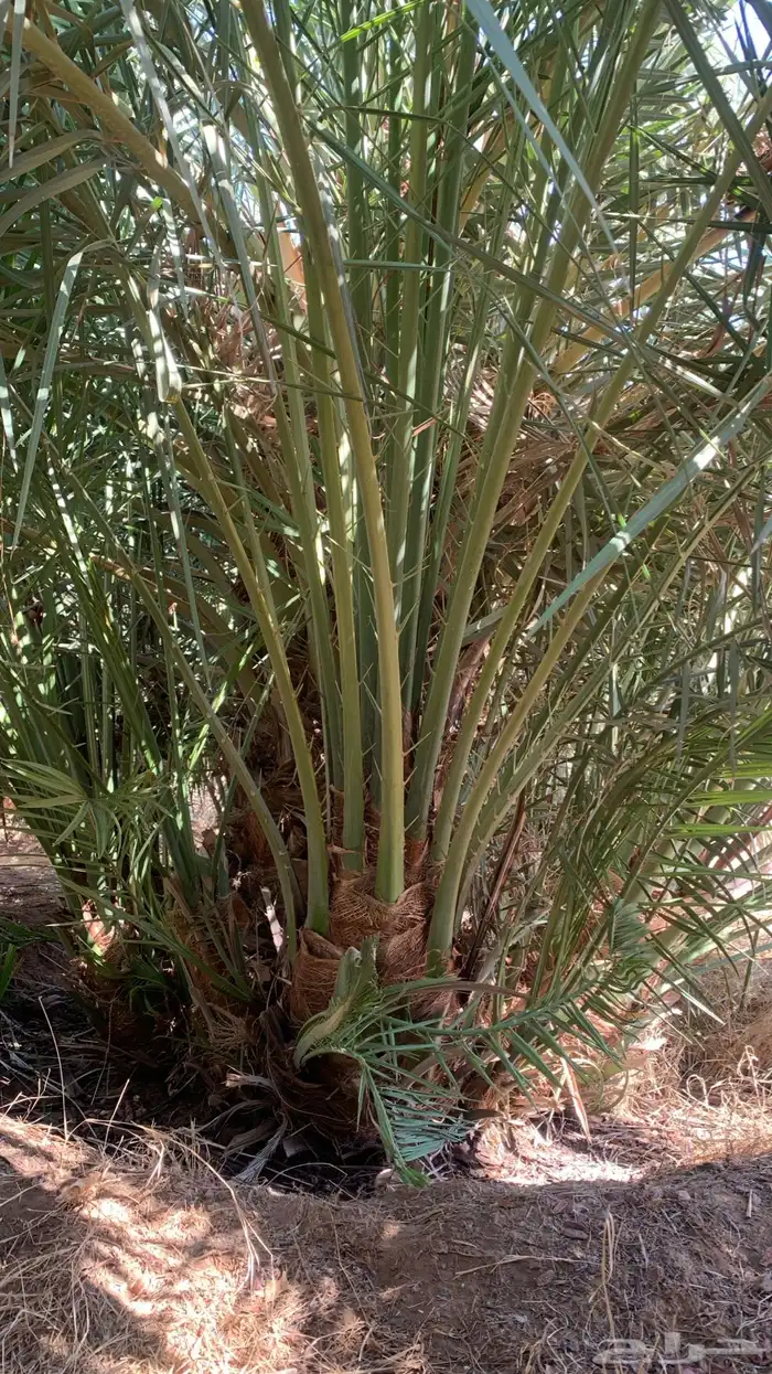 صقعي مجدول 2