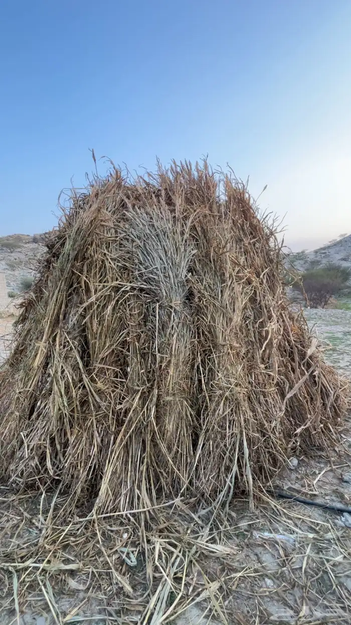 قصب للبيع ( تم البيع) 3