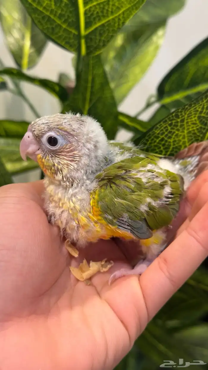 فرخ كنيور انناس رد فاكتور 2