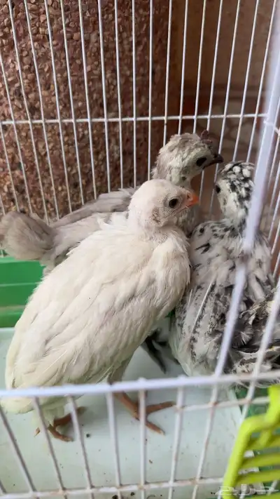 دجاج كويتي وحبشي index