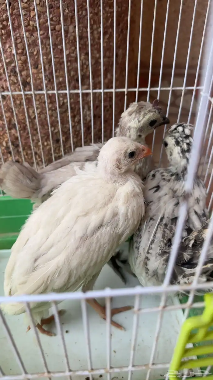 دجاج كويتي وحبشي 0