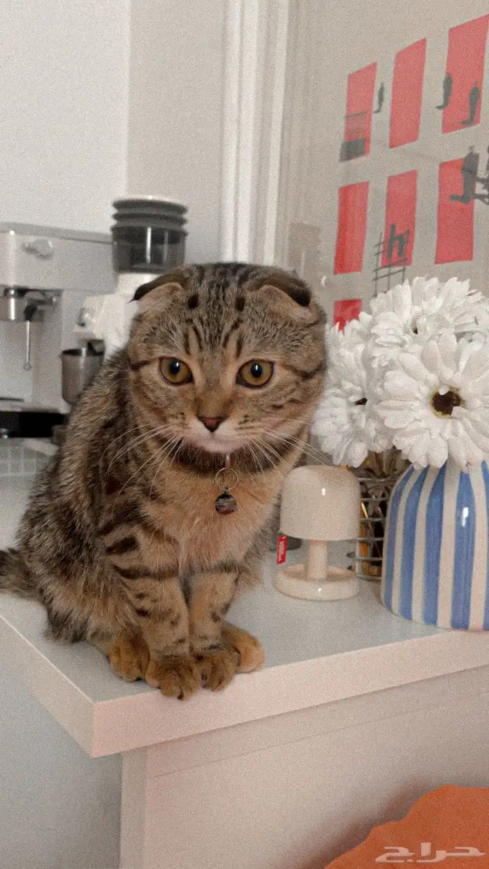 قط سكوتش فولد للبيع 0