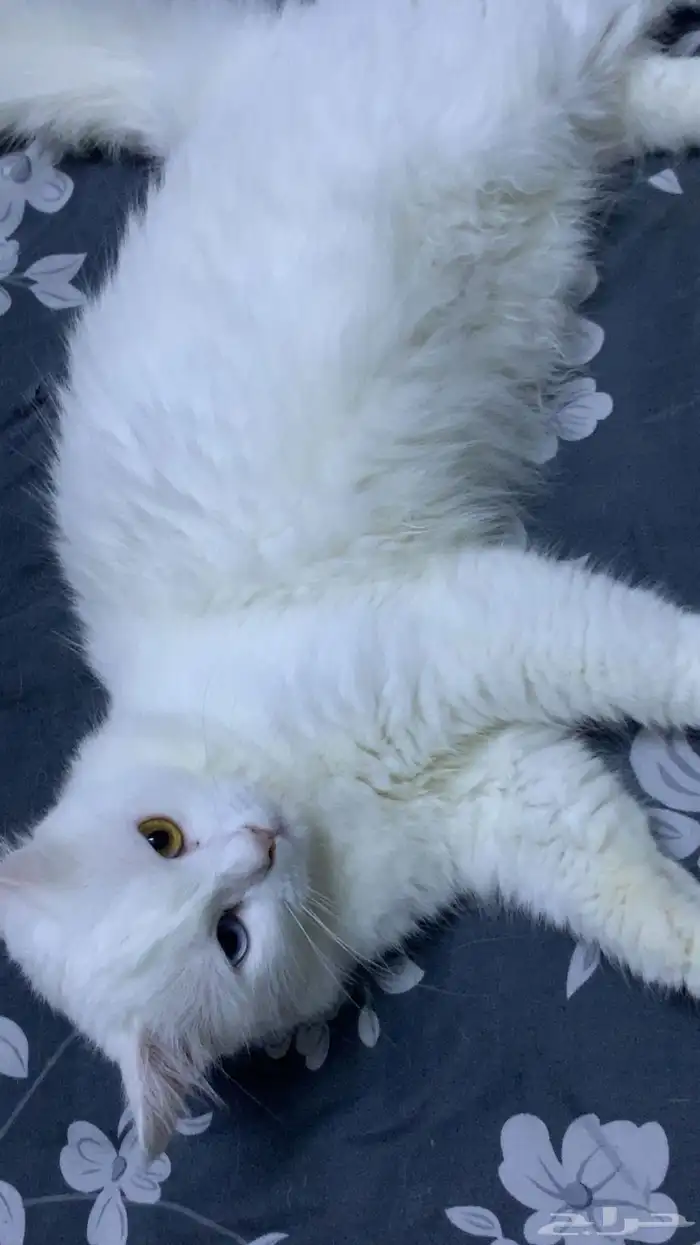 قطة للتبني 0